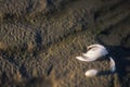 A birdÃ¢â¬â¢s feather Royalty Free Stock Photo